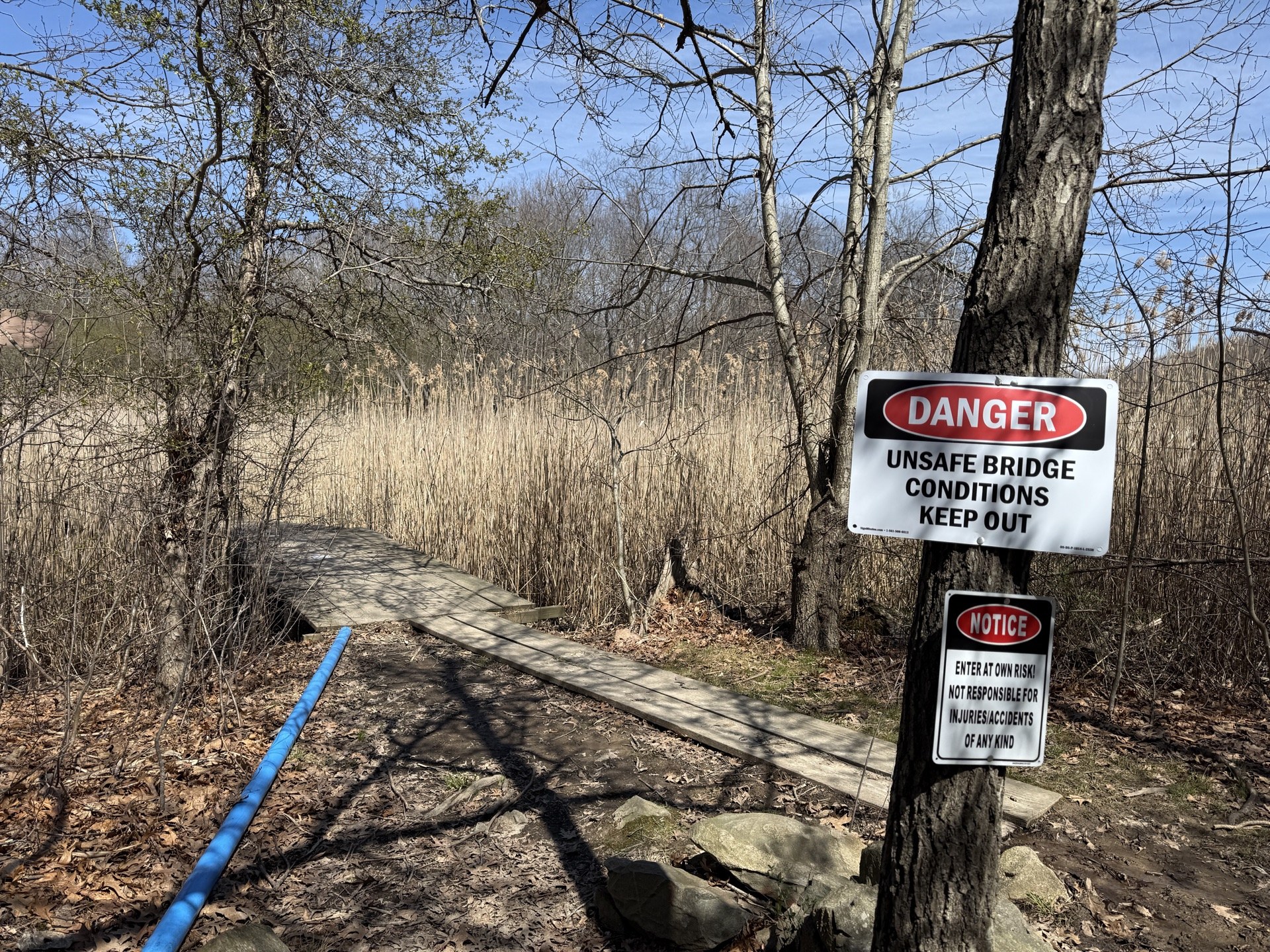 A red and white DANGER sign reading UNSAFE BRIDGE CONDITIONS, KEEP OUT, posted on a tree at the trail entrance to the Volunteers Bridge, with the wooden boardwalk stretching into the marsh reeds behind it.