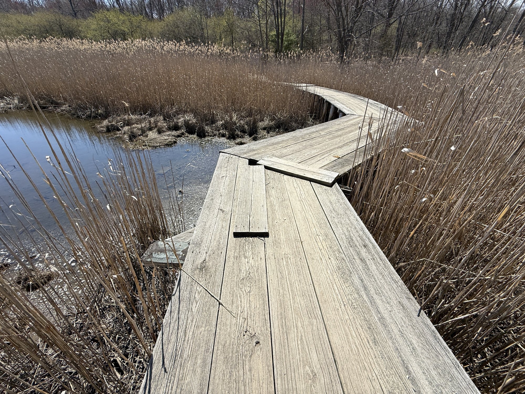 Splintered and lifted deck boards at the edge of the Volunteers Bridge where it meets the marsh reeds, with loose planks sitting out of place on the walking surface.