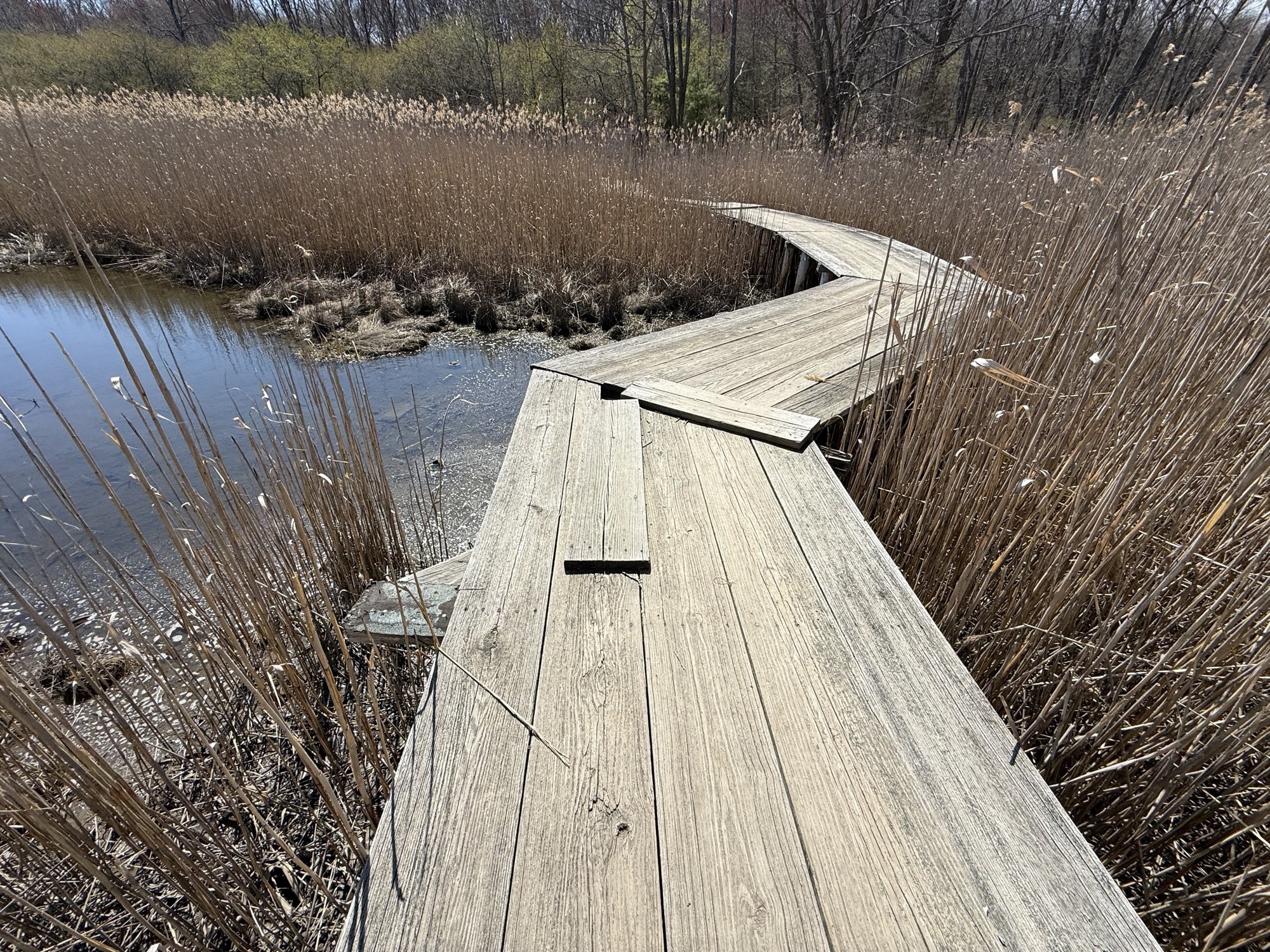 The Volunteers Bridge: a weathered wooden zigzag boardwalk crossing the Forest River salt marsh, surrounded by tall golden reeds, with a salt panne pool beside it. A few newer boards patch the old gray decking. There are no guardrails.