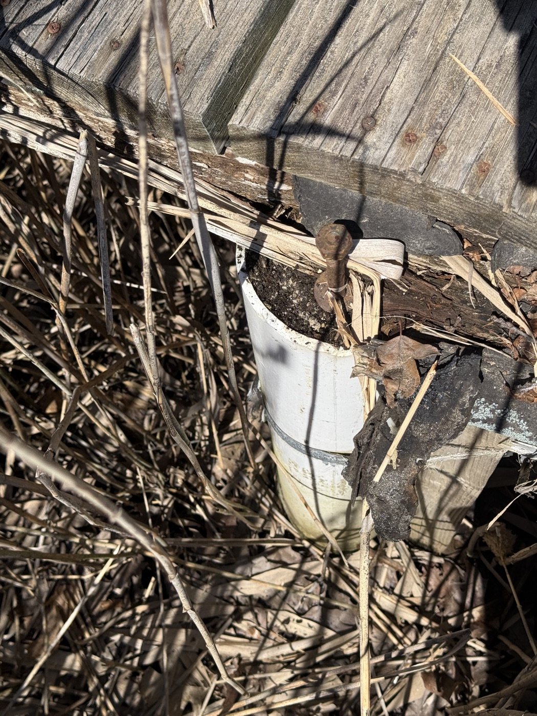 Close-up of the Volunteers Bridge edge showing weathered gray decking with no guardrail, and a deteriorating white PVC-sleeved piling post amid the marsh reeds.