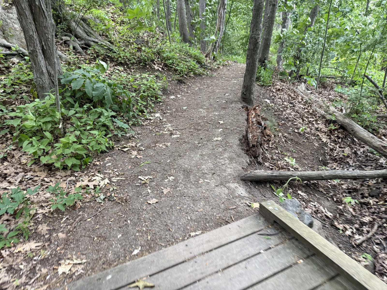 A low wooden bridge crossing a small stream on the trail, with raised wooden edge curbing, where the dirt approaches on either side have eroded and narrowed.