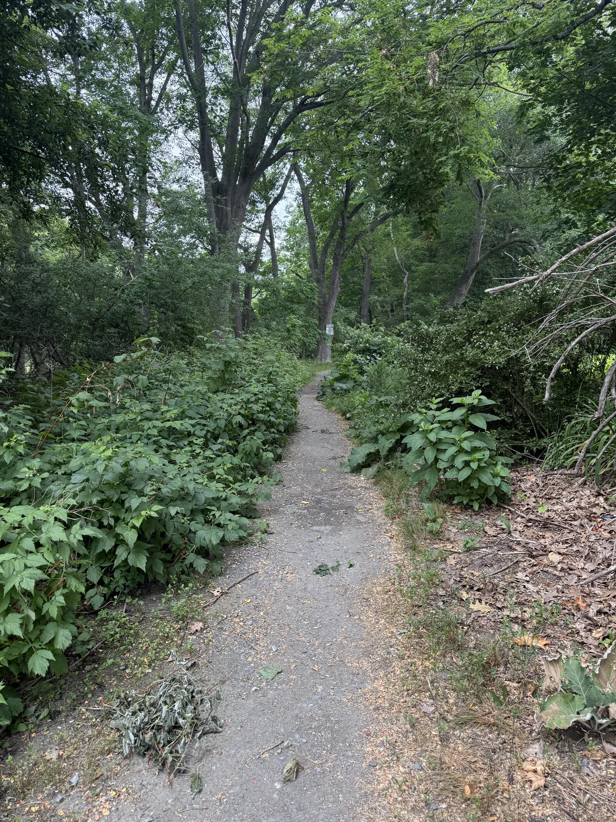 The Forest River trail near its entrance, pinched to roughly two feet of walkable width with dense weeds crowding in from both sides.